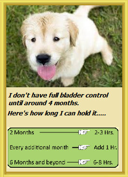 how long can a 3 month old puppy hold its bladder