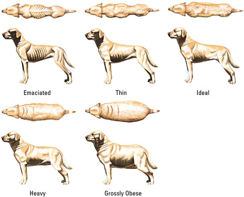 weight chart