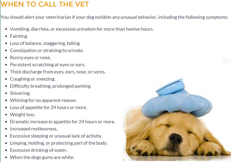 WHEN TO CALL THE VET