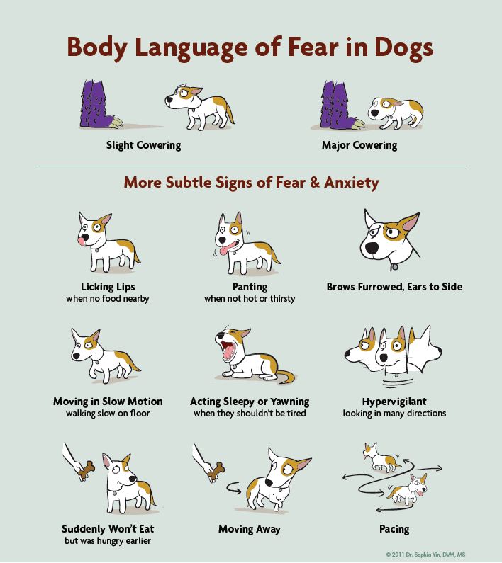 a body language of dogs