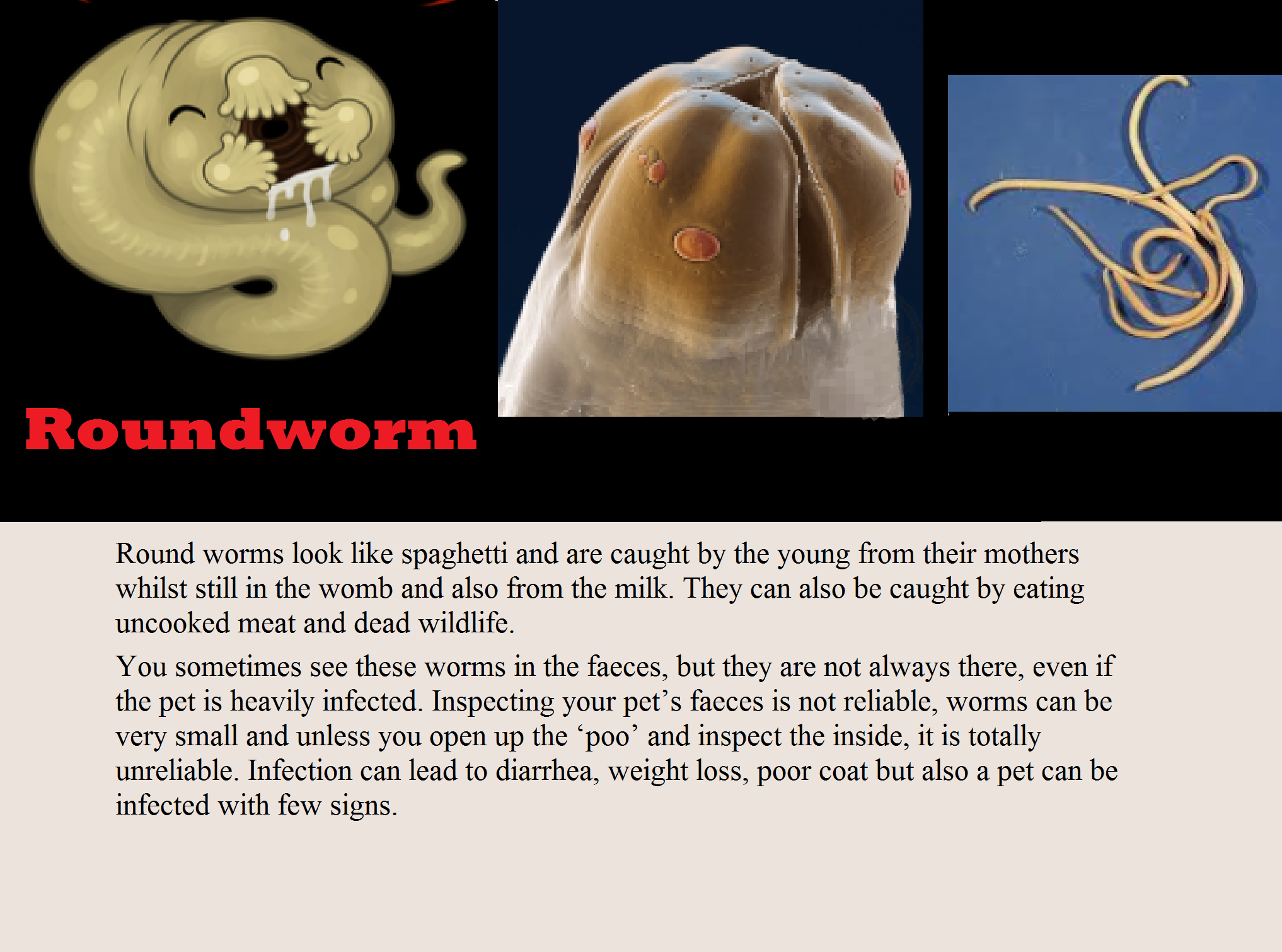round worms