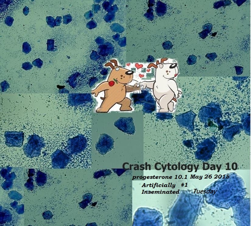crash May 26 2015 cytology day10