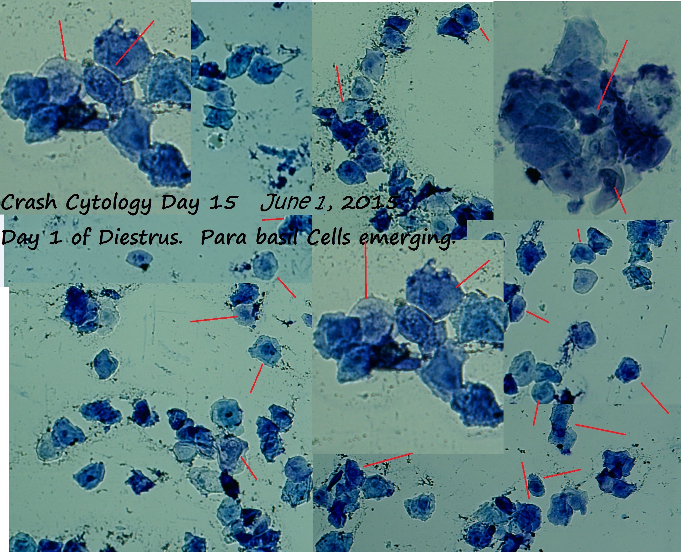 crash May 31 2015 cytology day 15 day 1 of diestrus
